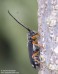 tesařík (Brouci), Menesia bipunctata (Zoubkov, 1829), Saperdini, Cerambycidae (Coleoptera)